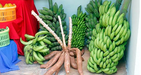 Jordbruksprodukter p&aring; Kuba